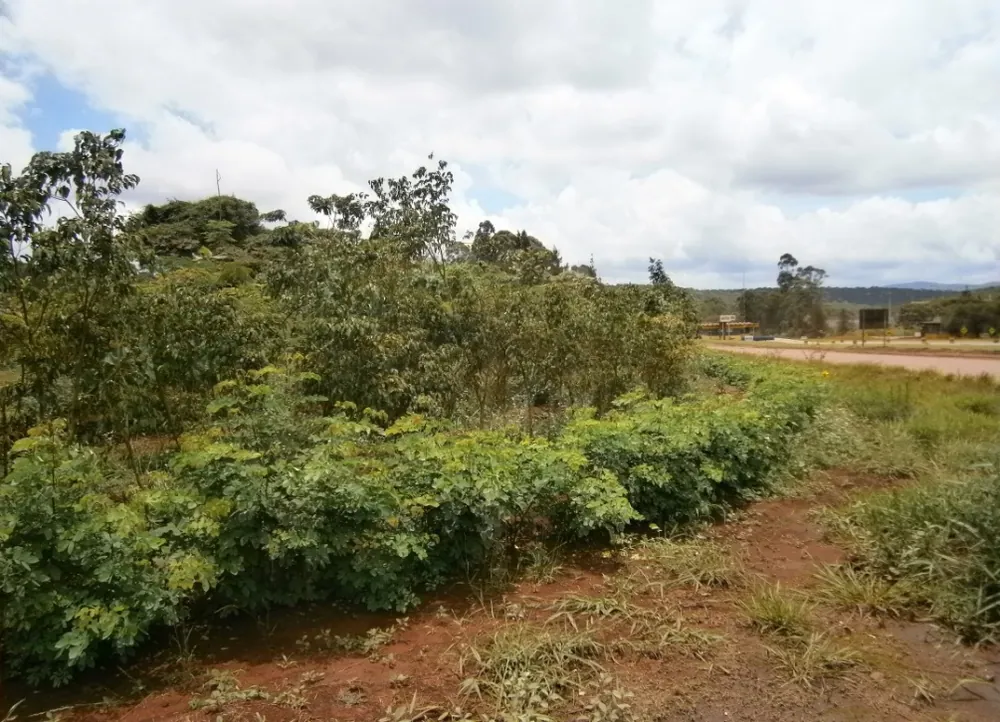 Faixa de aceiro mantida no limite da área florestada