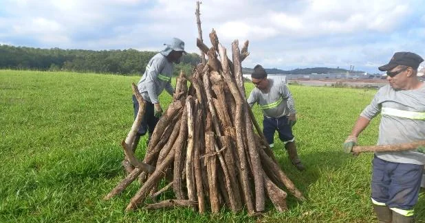 Construção de galharia para abrigo de fauna e nucleação