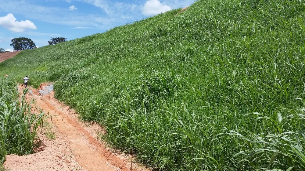 Manta vegetal projetada consolidada em talude revegetado