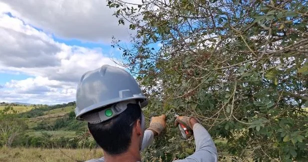Corte de ramo frutificado para coleta de sementes