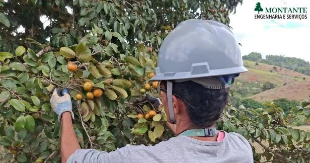 Coleta manual de frutos maduros em matriz de espécie nativa
