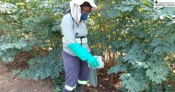 Combate a formigas cortadeiras em área de plantio consolidado