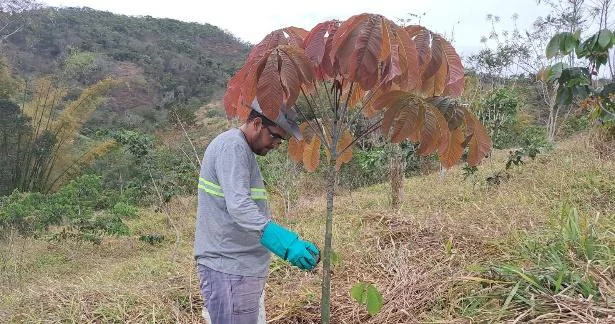 Plantio de enriquecimento em área com regeneração inicial