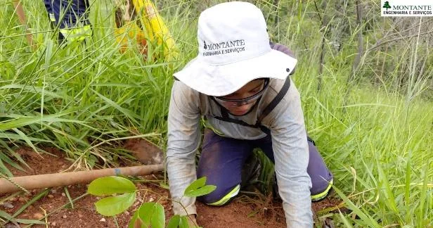 Plantio de enriquecimento entre a vegetação já estabelecida