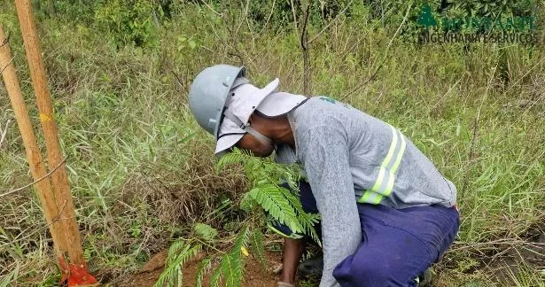 Abertura de cova para enriquecimento em sub-bosque formado