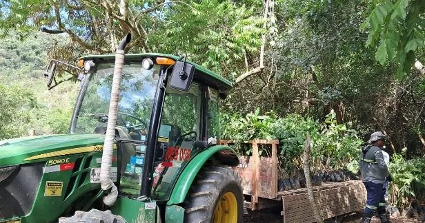 Trator agrícola com reboque no transporte de mudas