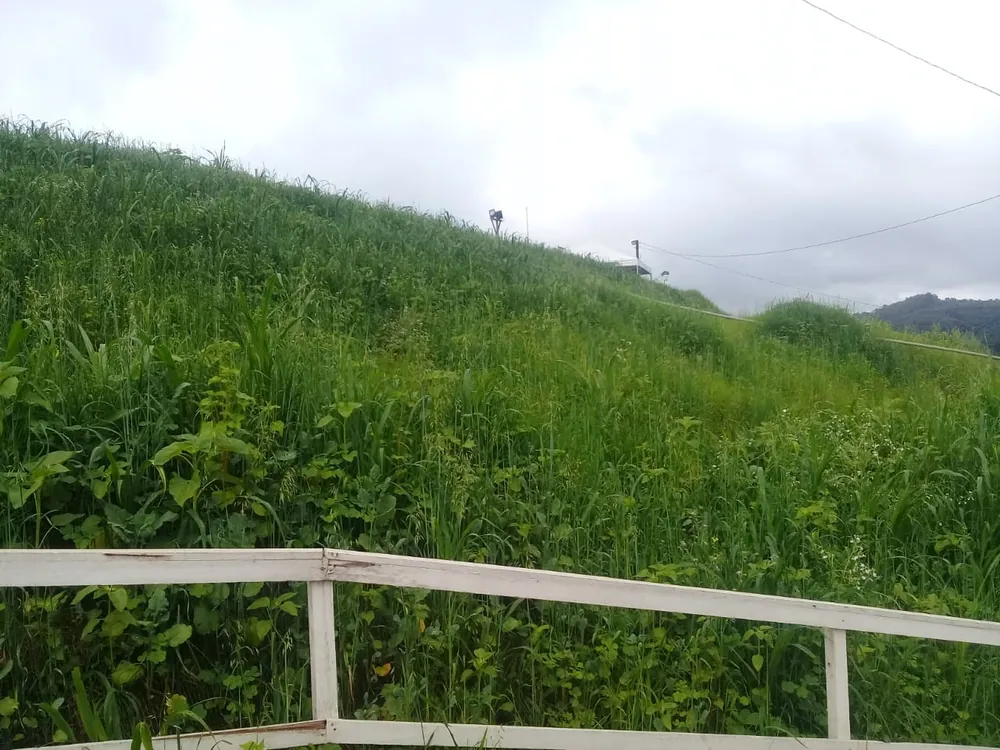 Talude revegetado após germinação da hidrossemeadura