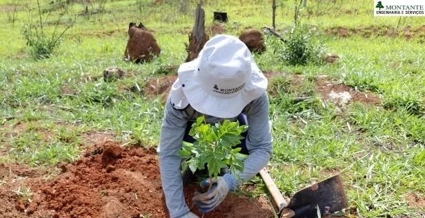 Plantio de muda nativa com adubação de cova