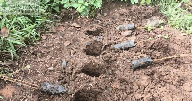 Distribuição de mudas nas covas antes do plantio