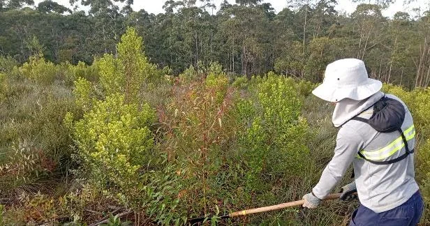 Roçada semi-mecanizada em área de regeneração