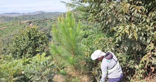 Coroamento manual no entorno de muda plantada