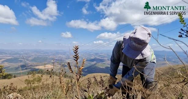 Resgate de bromélia em campo rupestre antes da supressão