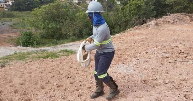 Lançamento manual de muvuca de sementes em solo preparado