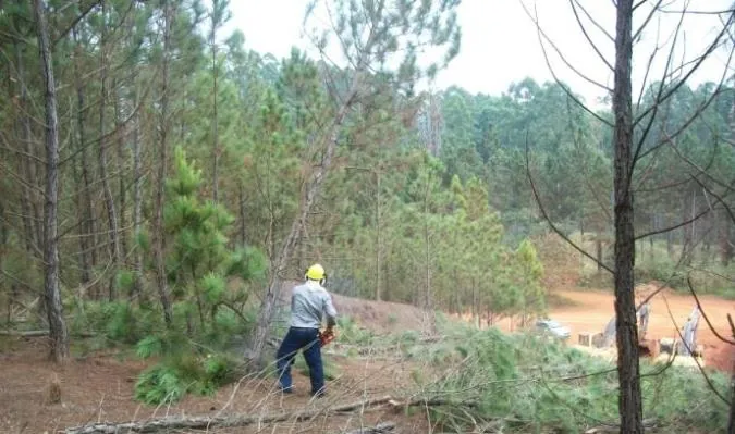 Supressão vegetal com motosserra sob supervisão técnica