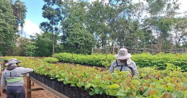 Canteiro de mudas nativas em rustificação no viveiro próprio